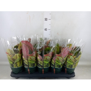 Maranta leuc. 'Fascinator'