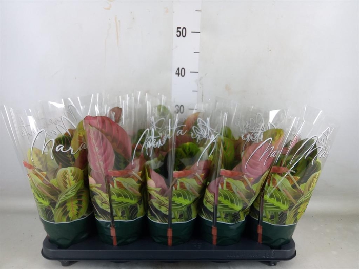 <h4>Maranta leuc. 'Fascinator'</h4>