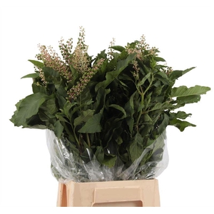 Phytolacca Americana