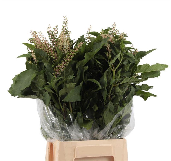 <h4>Phytolacca Americana</h4>