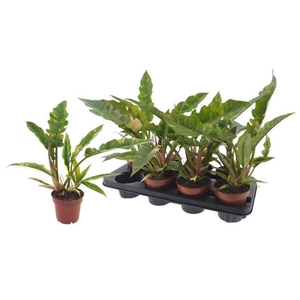 Philodendron  'Ring of Fire'