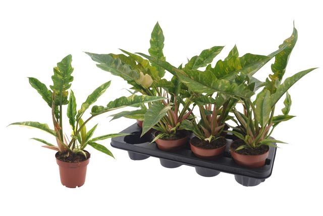 <h4>Philodendron  'Ring of Fire'</h4>