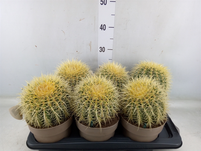 <h4>Echinocactus grusonii</h4>