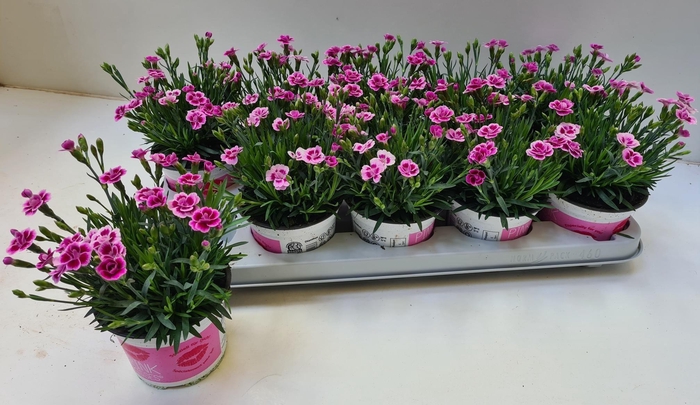 <h4>DIAN DI PINK KISSES</h4>