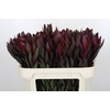 Leucadendron Saf Sunset Dark R.