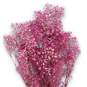 Gypsophila bright pink