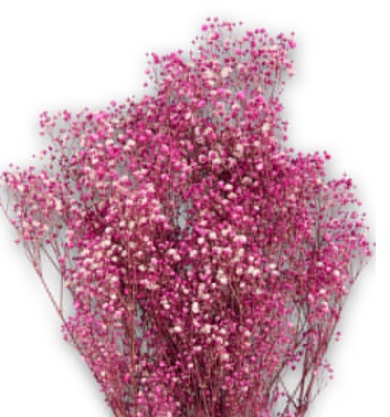 <h4>Gypsophila bright pink</h4>