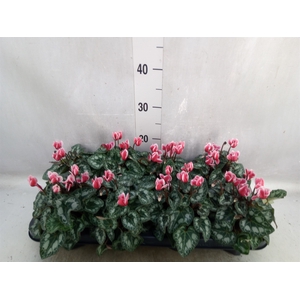 Cyclamen KL 'Picola Shine'