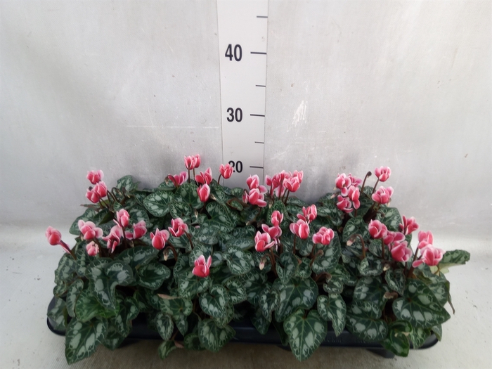 Cyclamen KL 'Picola Shine'