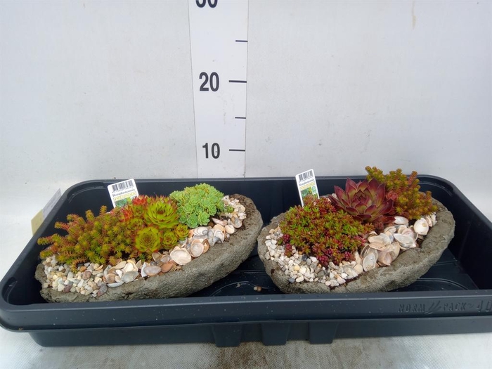 <h4>Arr. Tuinplanten L%</h4>