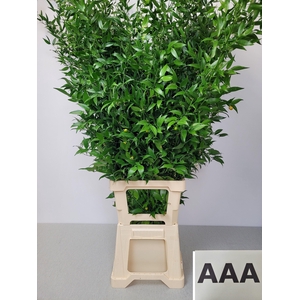 RUSCUS LANG PB 5 TAK AAA