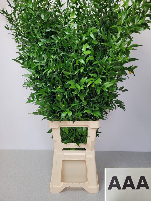 <h4>RUSCUS LANG PB 5 TAK AAA</h4>