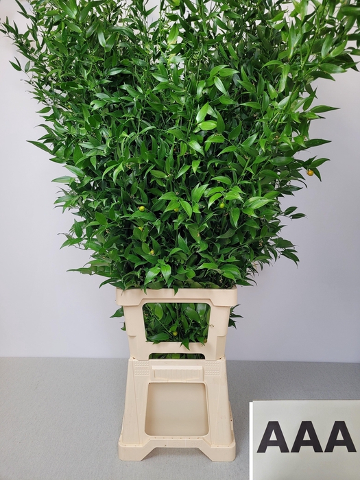 <h4>RUSCUS LANG PB 5 TAK AAA</h4>