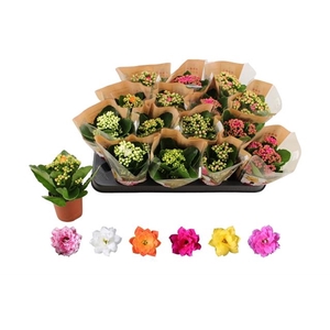 Kalanchoe bl Rosalina mix 6 colors 7Ø 15cm