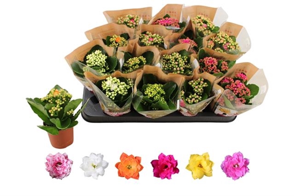 Kalanchoe bl Rosalina mix 6 colors 7Ø 15cm