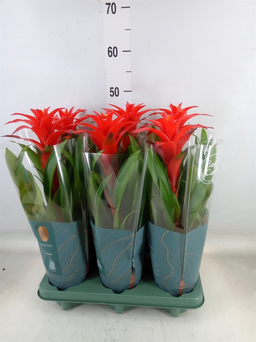 <h4>Guzmania  'Calypso'</h4>