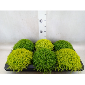 Soleirolia soleirolii   ...mix 2