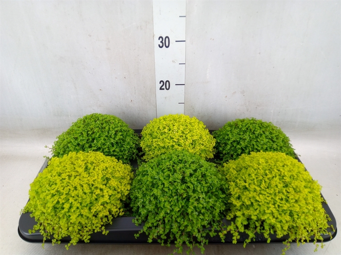 <h4>Soleirolia soleirolii   ...mix 2</h4>