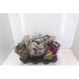 BEGONIA BELEAF P15 PO