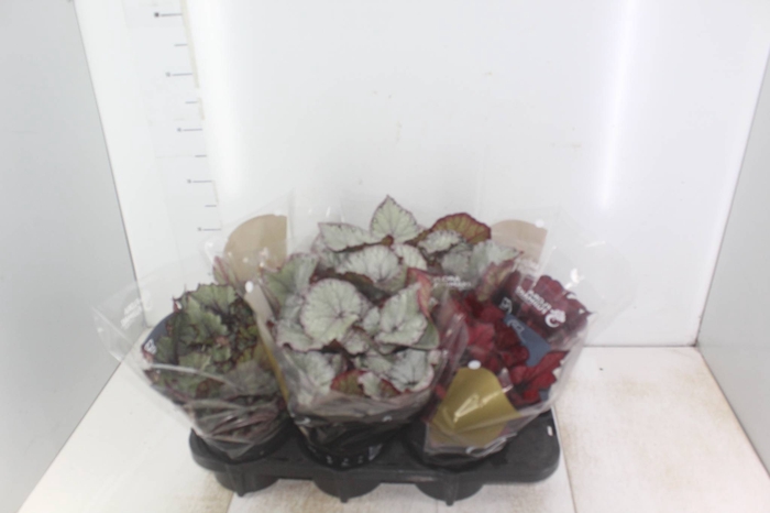 <h4>BEGONIA BELEAF P15 PO</h4>