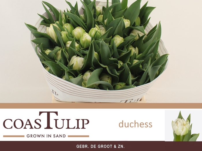 <h4>TU DU DUCHESS</h4>