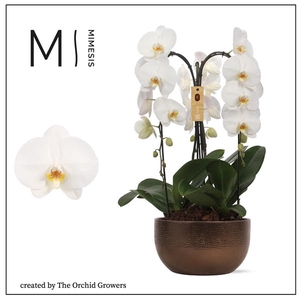 Mimesis Phal. Arrangement Crown White - 3 spike 26cm in Saskia Bronze ceramic