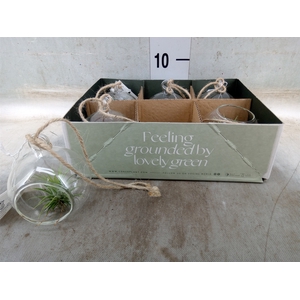 Arr.  Tillandsia L%