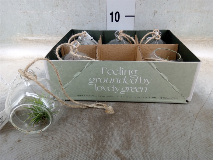 <h4>Arr.  Tillandsia L%</h4>