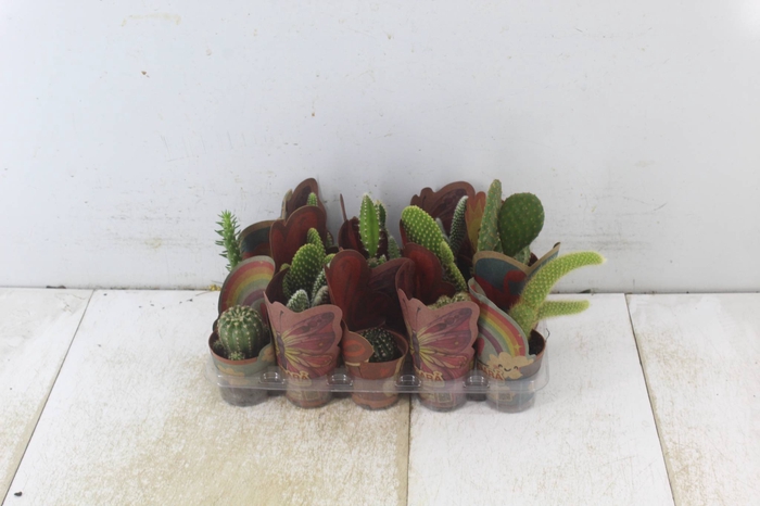 <h4>CACTUS MINI P06</h4>