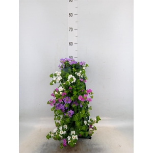 Perkplanten   ...sorted   [Bedding]