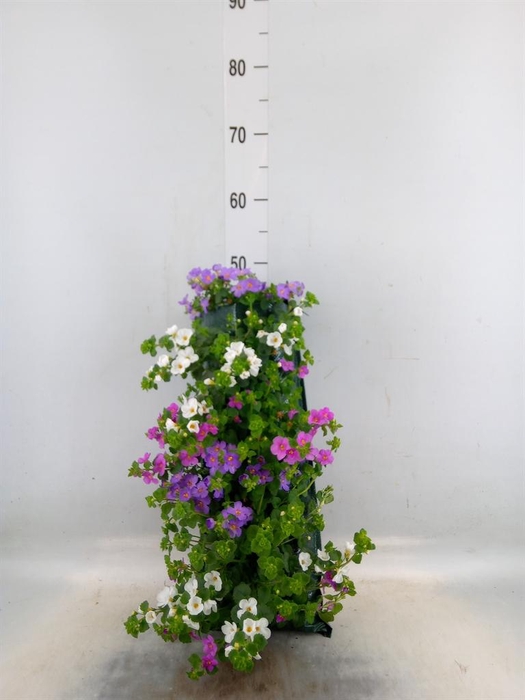 <h4>Perkplanten   ...sorted   [Bedding]</h4>