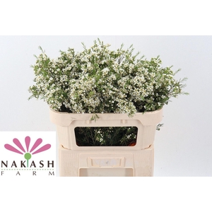 CHAMELAUCIUM UNCI. 'ARBEL'