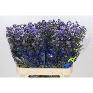 Aster Baby Blue
