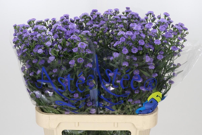 <h4>Aster Baby Blue</h4>