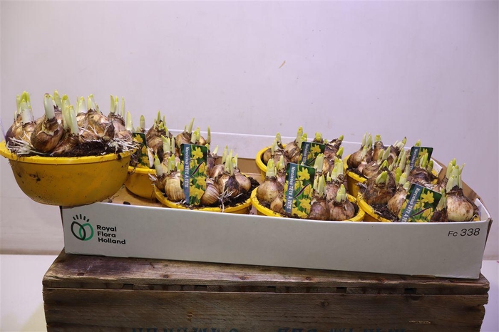 <h4>arr8 Narc O Tete A Tete</h4>