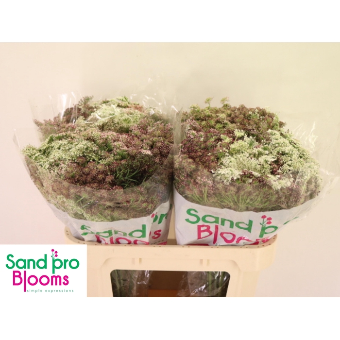 <h4>DAUCUS CAROTA DARA</h4>