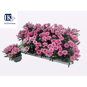 DIAN OSC PINK PURPLE