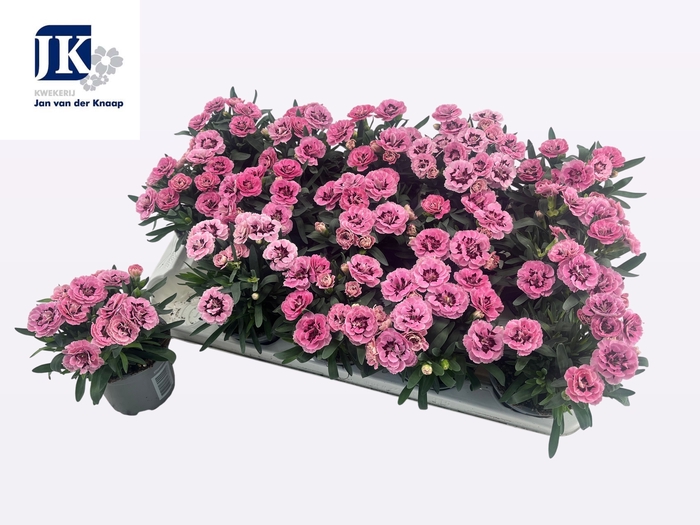 <h4>DIAN OSC PINK PURPLE</h4>
