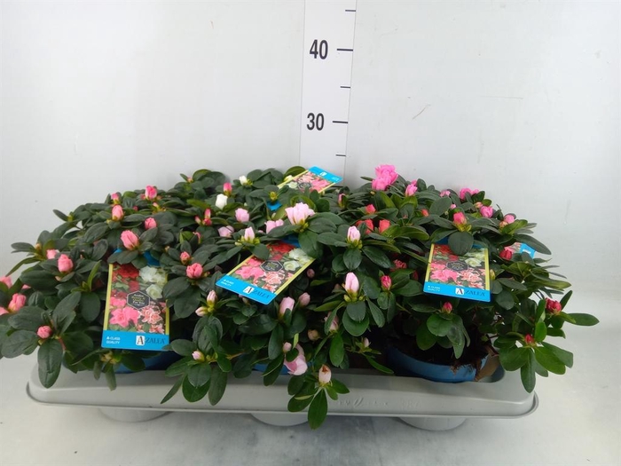 <h4>Rhododendron sim. 'Hellmut V' .mix6</h4>