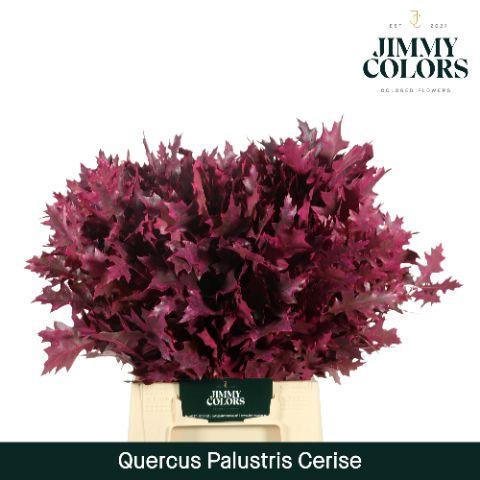 <h4>Quercus Palustris L50 Klbh. cerise</h4>