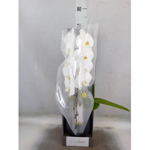 Phalaenopsis   ...white