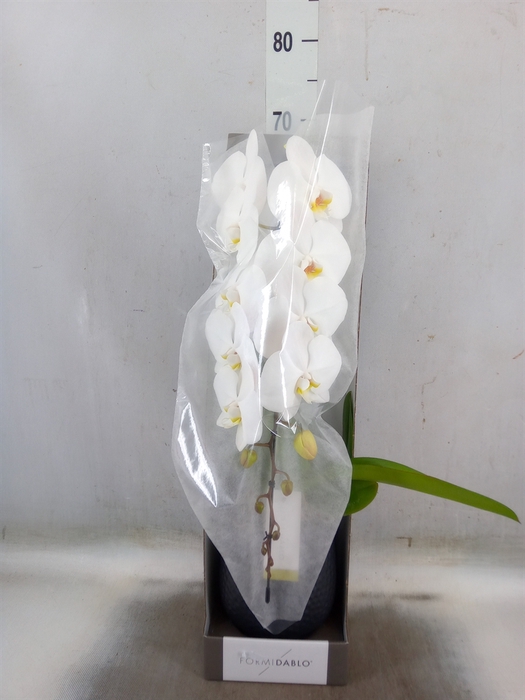 <h4>Phalaenopsis   ...white</h4>
