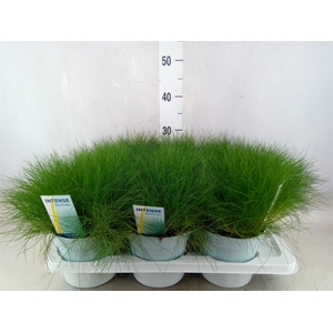 Festuca gautieri 'Amigreen'