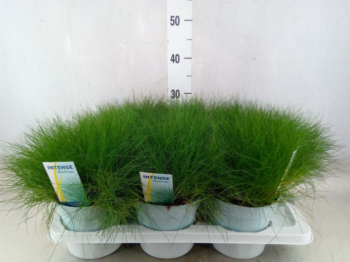 <h4>Festuca gautieri 'Amigreen'</h4>