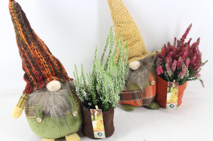 <h4>arr4 Outdoor JS - Gnome L calluna mix</h4>