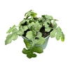 Acanthus Mollis White Lips