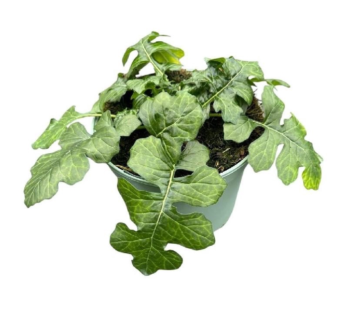 Acanthus Mollis White Lips