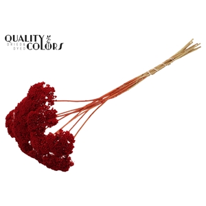 Achillea per stem Red