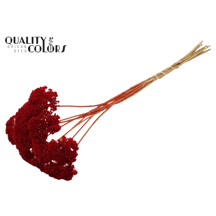 <h4>Achillea per stem Red</h4>