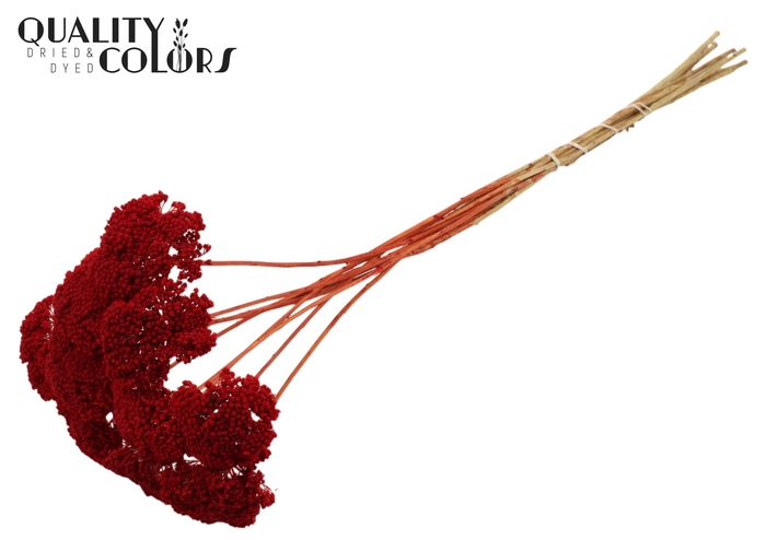 Achillea per stem Red